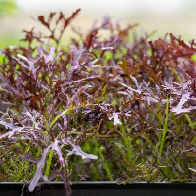 BIO Hořčice Moutarde Rouge Metis - Brassica juncea - bio osivo hořčice - 100 ks