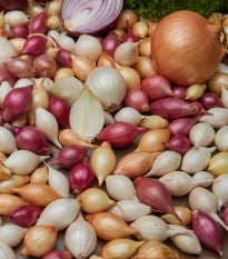 Cibule sazečka ozimá - 3 barvy - Allium cepa - cibulky sazečky - 50 ks