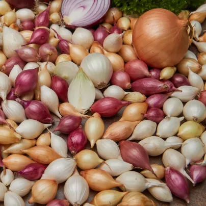 Cibule sazečka ozimá - 3 barvy - Allium cepa - cibulky sazečky - 50 ks