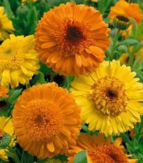 Měsíček Cablouna Mix - Calendula officinalis - osivo měsíčku - 50 ks