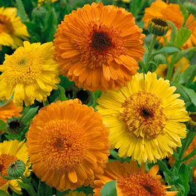 Měsíček Cablouna Mix - Calendula officinalis - osivo měsíčku - 50 ks