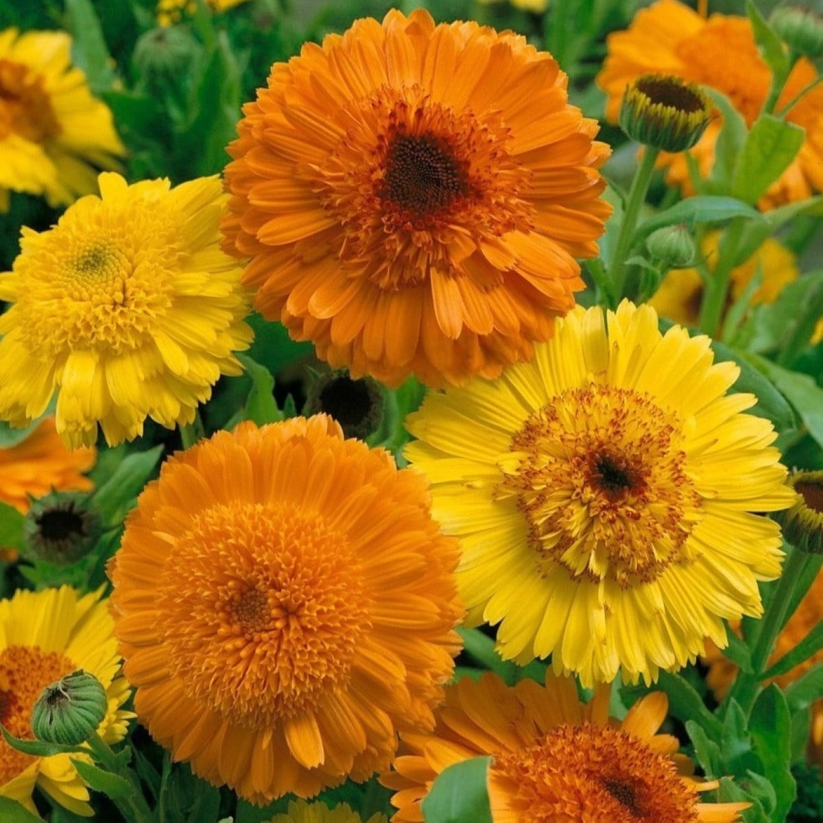 Měsíček Cablouna Mix - Calendula officinalis - osivo měsíčku - 50 ks