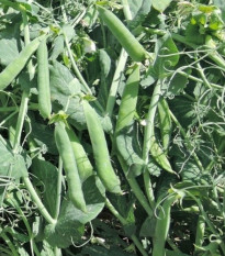 Hrách Meduza - Pisum sativum - osivo hrachu - 50 ks
