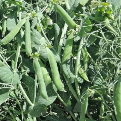 Hrách Meduza - Pisum sativum - osivo hrachu - 50 ks