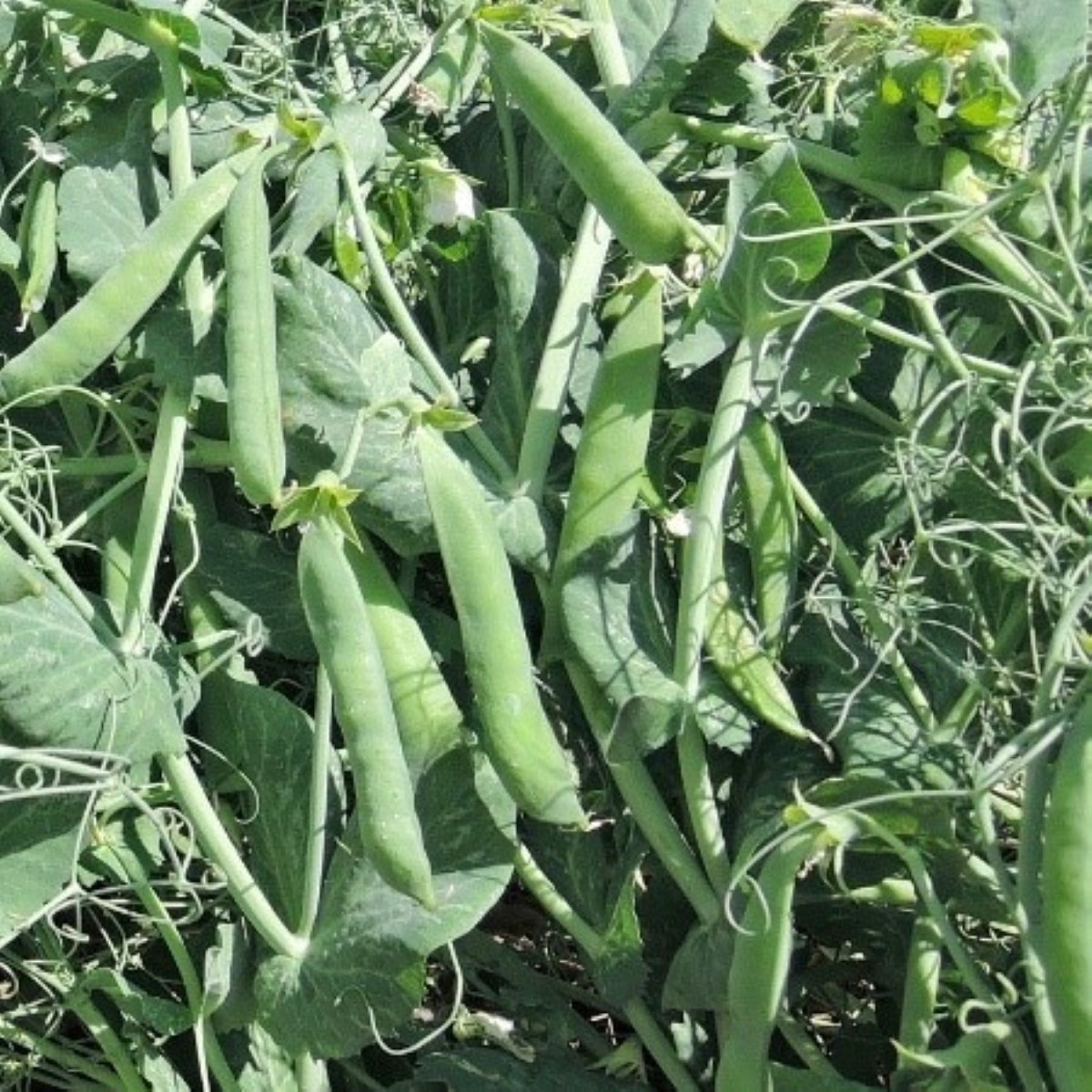 Hrách Meduza - Pisum sativum - osivo hrachu - 50 ks