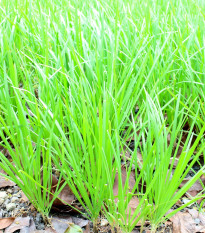 BIO Pažitka česneková - Allium tuberosum - bio osivo pažitky - 100 ks