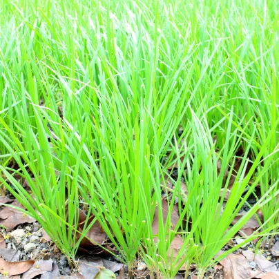BIO Pažitka česneková - Allium tuberosum - bio osivo pažitky - 100 ks