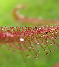 Rosnatka červená Giftberg - Drosera capensis - osivo rosnatky - 15 ks