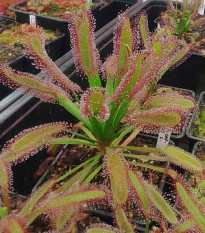 Rosnatka kapská širokolistá Broad Leaf - Drosera capensis - osivo rosnatky - 15 ks