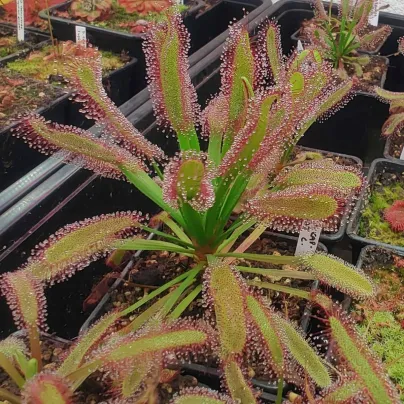 Rosnatka kapská širokolistá Broad Leaf - Drosera capensis - osivo rosnatky - 15 ks
