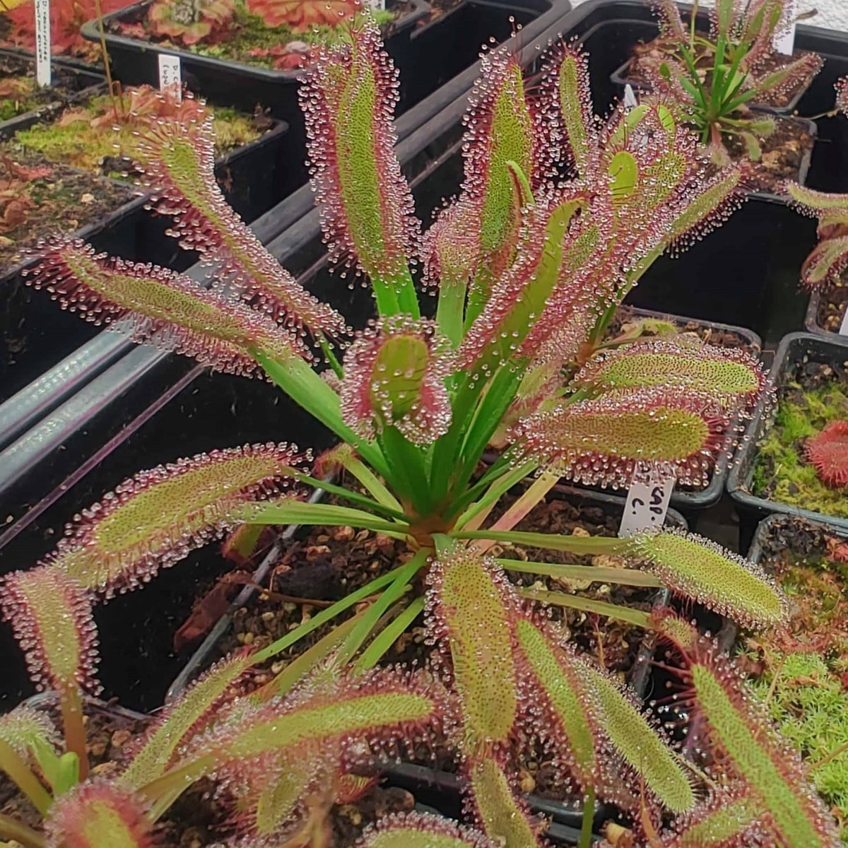 Rosnatka kapská širokolistá Broad Leaf - Drosera capensis - osivo rosnatky - 15 ks