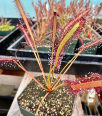 Rosnatka kapská Montagu Pass - Drosera capensis - osivo rosnatky - 15 ks