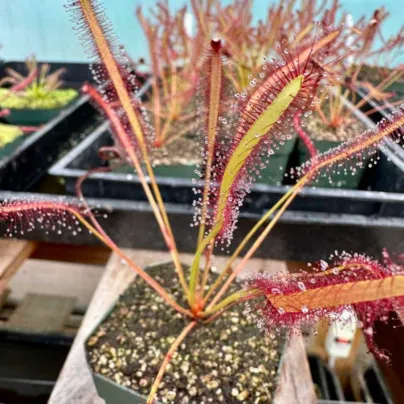 Rosnatka kapská Montagu Pass - Drosera capensis - osivo rosnatky - 15 ks