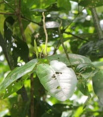 Pepř stromovitý - Piper arboreum - osivo pepře - 10 ks