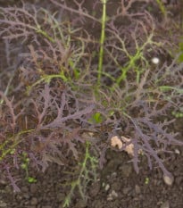 Hořčice červená Red Frills - Brassica juncea - osivo hořčice - 300 ks