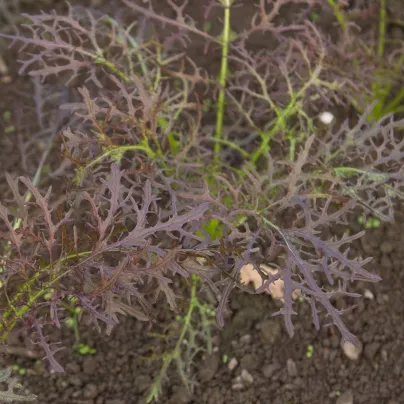 Hořčice červená Red Frills - Brassica juncea - osivo hořčice - 300 ks