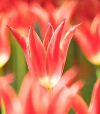 Tulipán Aladdin – cibuloviny Tulipa