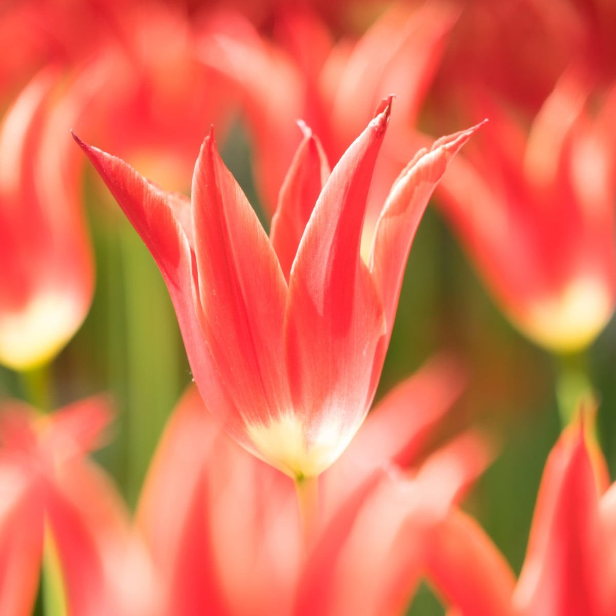 Tulipán Aladdin – cibuloviny Tulipa
