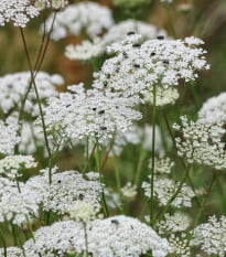 Pakmín větší Queen of Africa – Ammi majus – 150 ks semen