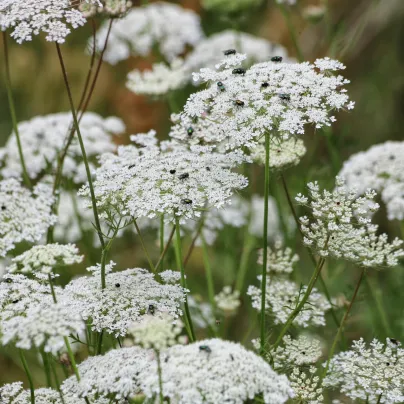 Pakmín větší Queen of Africa – Ammi majus – 150 ks semen