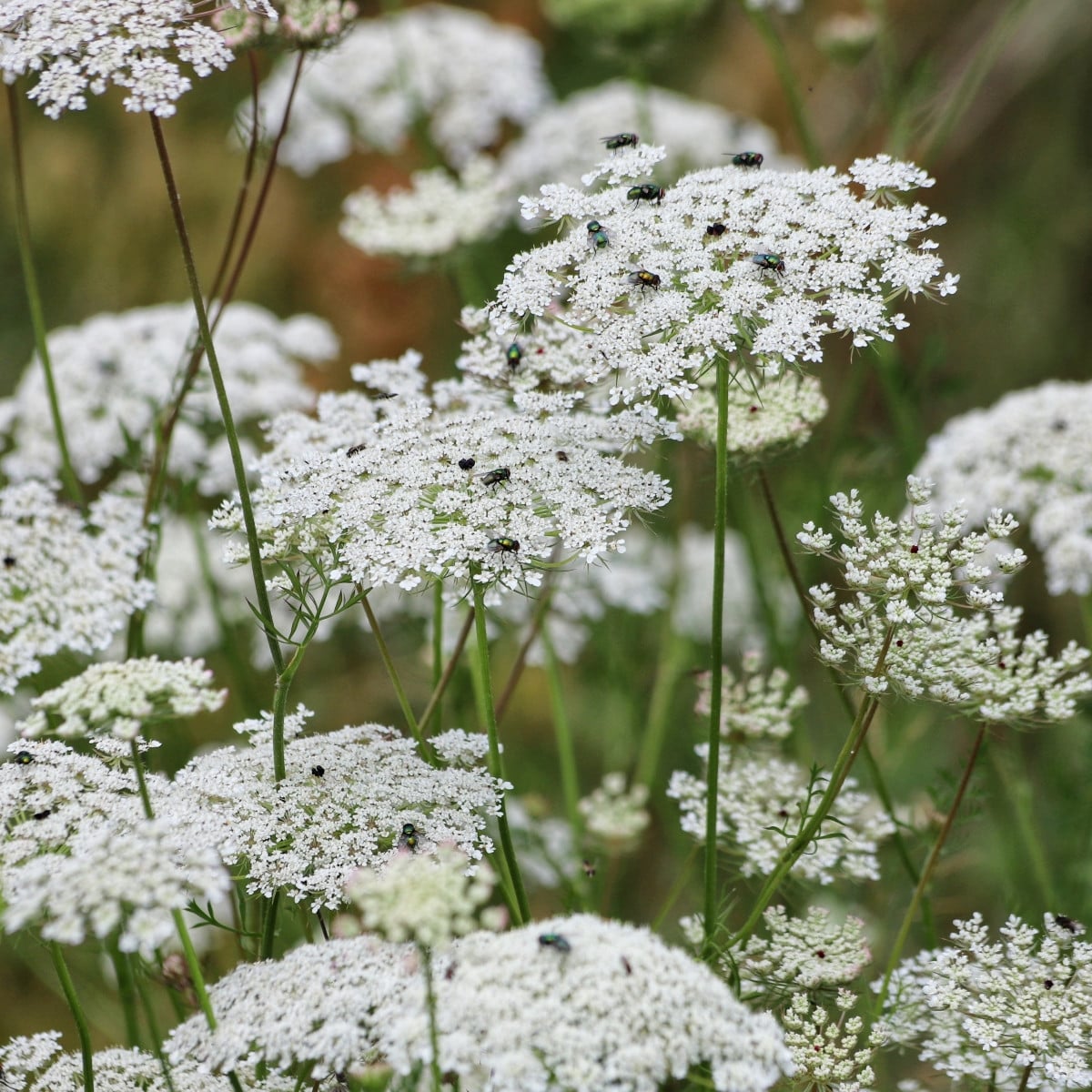 Pakmín větší Queen of Africa – Ammi majus – 150 ks semen