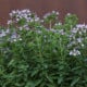 BIO Majoránka – Origanum majorana – osivo 200 ks