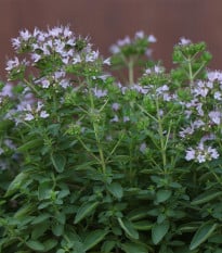 BIO Majoránka – Origanum majorana – osivo 200 ks
