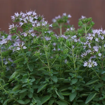 BIO Majoránka – Origanum majorana – osivo 200 ks