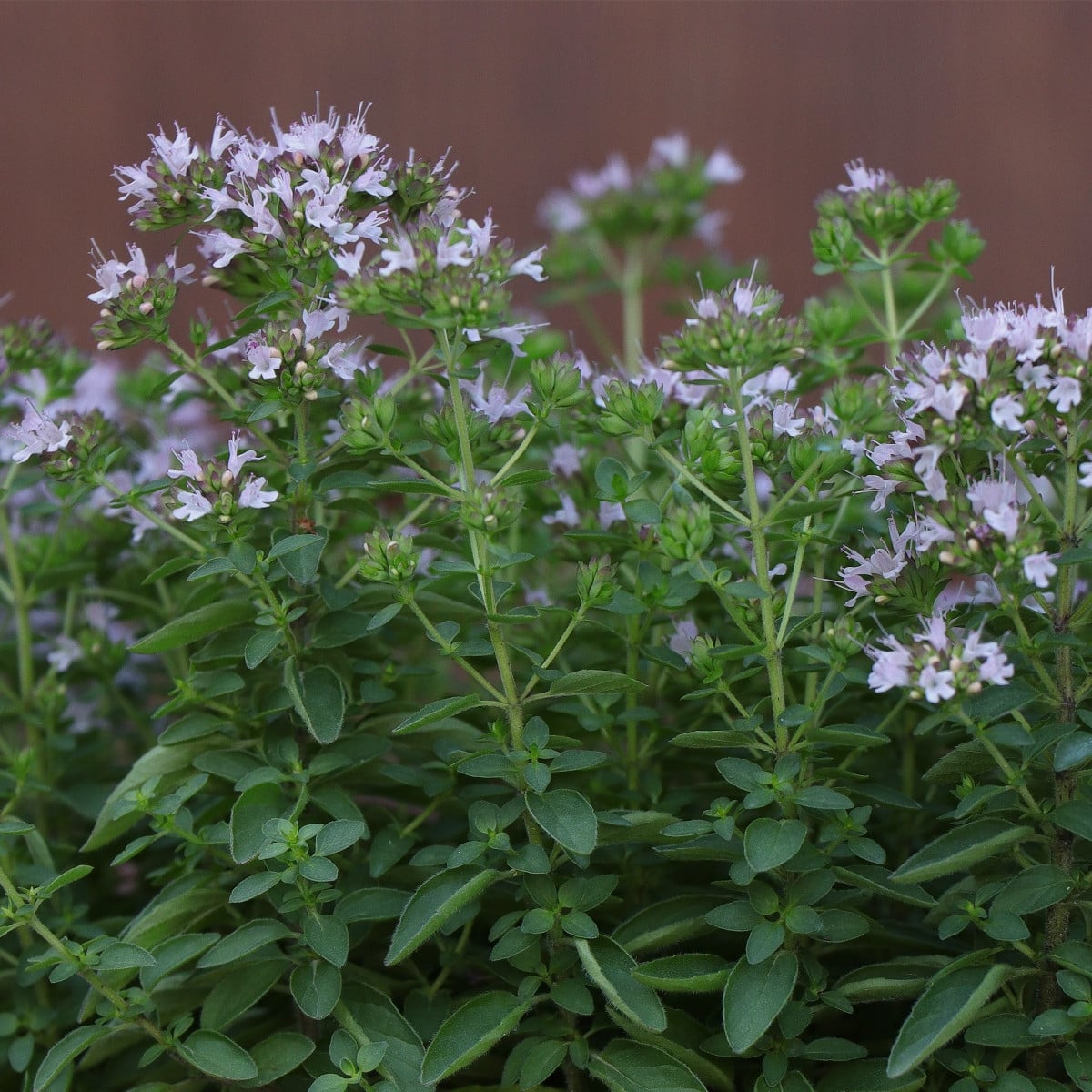BIO Majoránka – Origanum majorana – osivo 200 ks