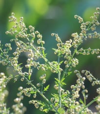 BIO Pelyněk roční – Artemisia annua – ekologická semena