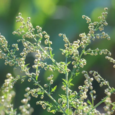 BIO Pelyněk roční – Artemisia annua – ekologická semena