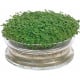 Bio klíčící miska s rukolou – Buzzy Organic – Pieterpik