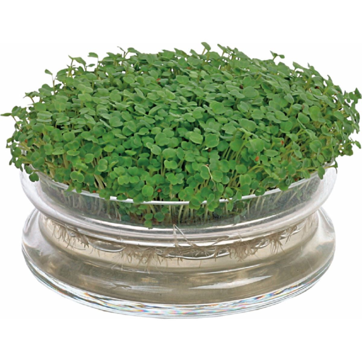 Bio klíčící miska s rukolou – Buzzy Organic – Pieterpik