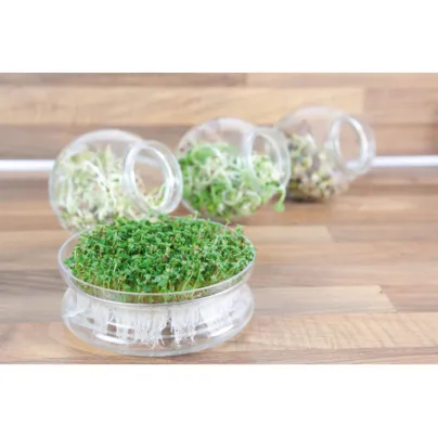 Bio klíčící miska s rukolou – Buzzy Organic – Pieterpik
