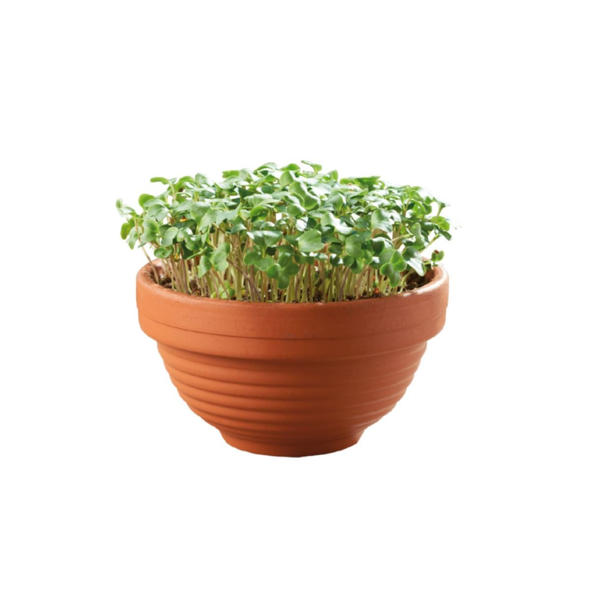 Microgreens kadeřávek v terakotové misce Buzzy Pieterpik