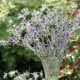 Máčka Leavenworthova Purple Sheen - Eryngium leavenworthii - osivo máčky - 10 ks