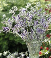 Máčka Leavenworthova Purple Sheen - Eryngium leavenworthii - osivo máčky - 10 ks