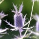 Máčka Leavenworthova Purple Sheen - Eryngium leavenworthii - osivo máčky - 10 ks