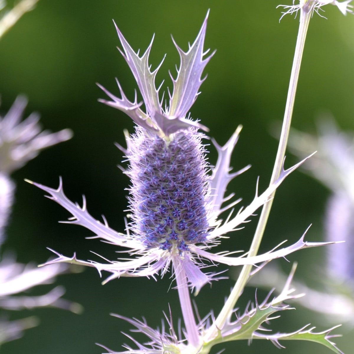 Máčka Leavenworthova Purple Sheen - Eryngium leavenworthii - osivo máčky - 10 ks