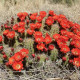 Kaktus šarlatový Golden Rainbow Hedgehog - Echinocereus coccineus - osivo kaktusu - 8 ks