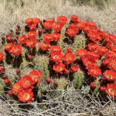 Kaktus šarlatový Golden Rainbow Hedgehog - Echinocereus coccineus - osivo kaktusu - 8 ks