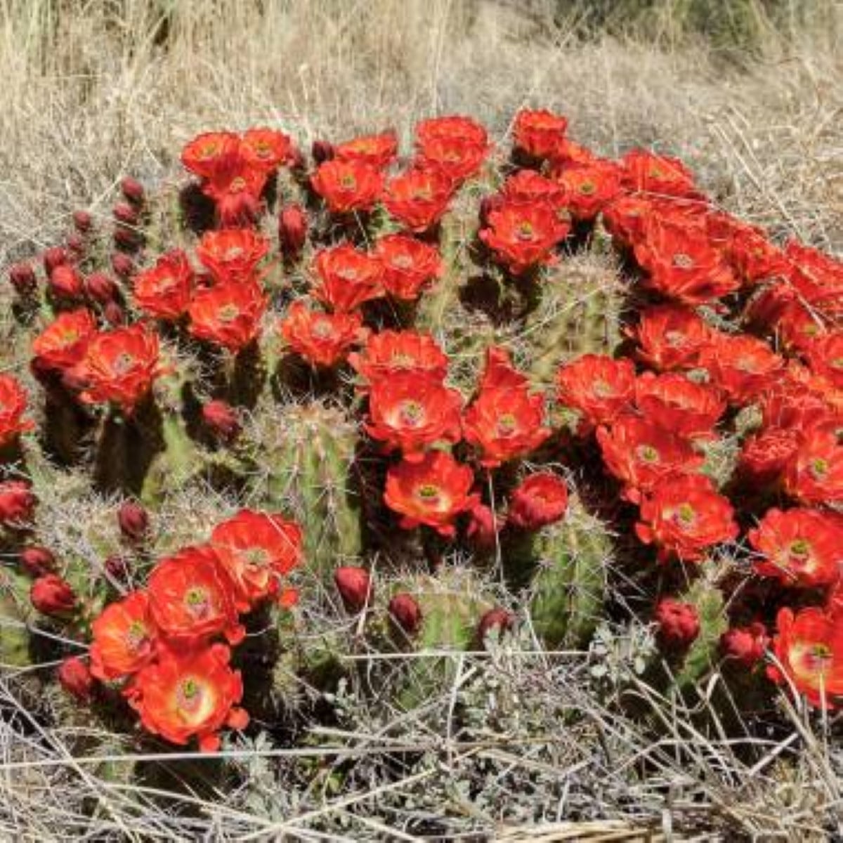 Kaktus šarlatový Golden Rainbow Hedgehog - Echinocereus coccineus - osivo kaktusu - 8 ks