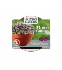 Červená mizuna v terakotové misce – Buzzy Microgreens