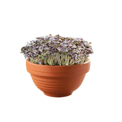 Červená mizuna v terakotové misce – Buzzy Microgreens