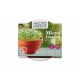 Microgreens Tatsoi v terakotové misce Buzzy