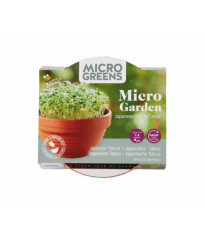 Microgreens Tatsoi v terakotové misce Buzzy