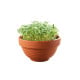 Microgreens Tatsoi v terakotové misce Buzzy