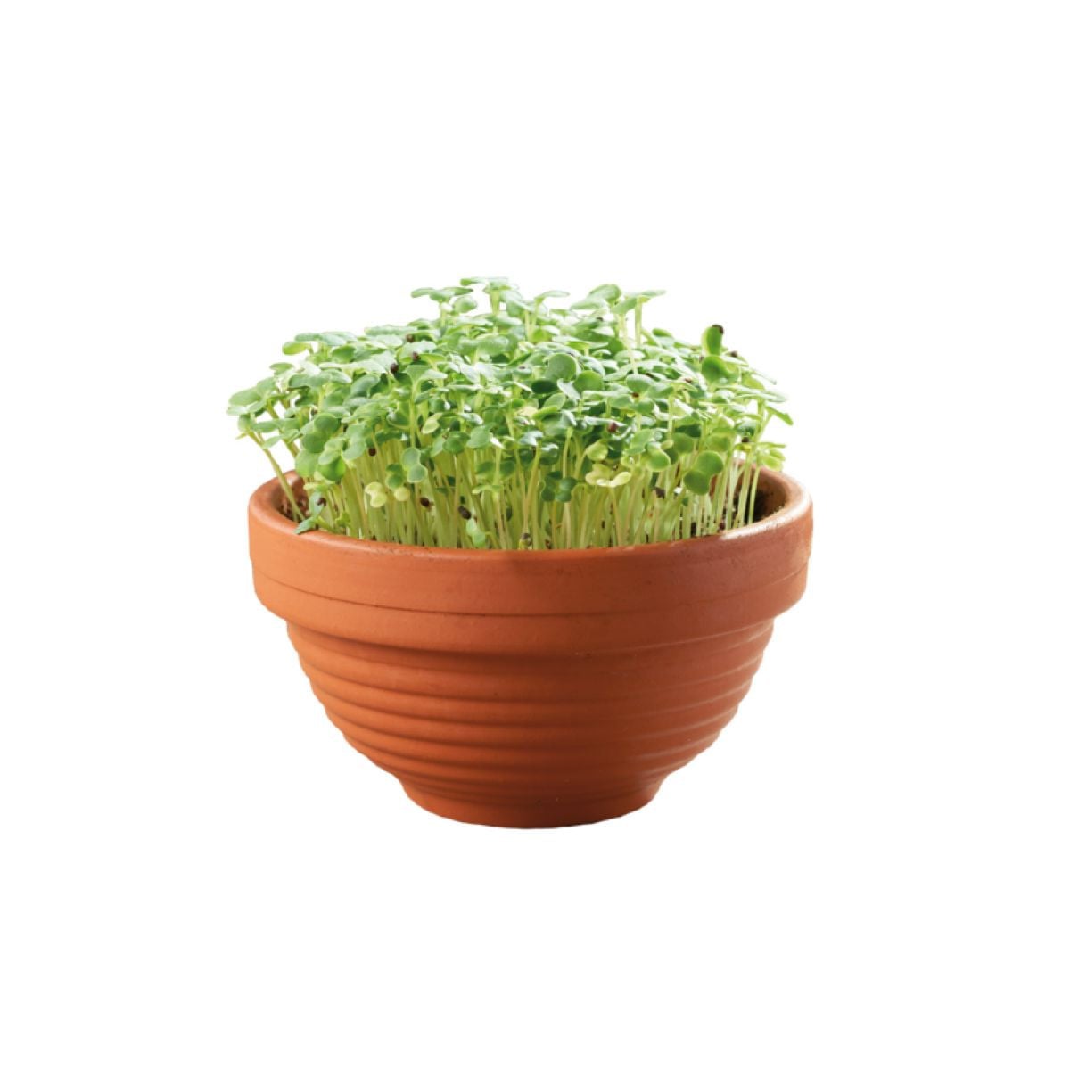 Microgreens Tatsoi v terakotové misce Buzzy