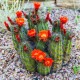 Kaktus šarlatový Golden Rainbow Hedgehog - Echinocereus coccineus - osivo kaktusu - 8 ks