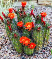 Kaktus šarlatový Golden Rainbow Hedgehog - Echinocereus coccineus - osivo kaktusu - 8 ks
